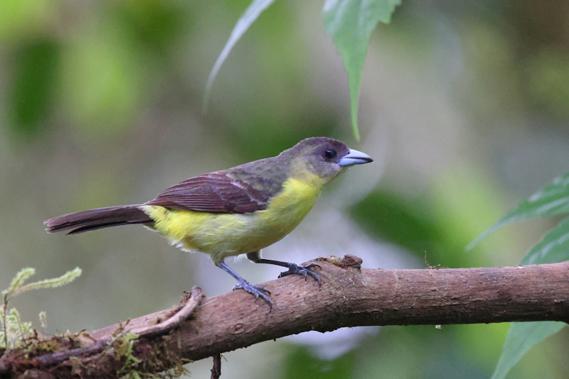 Santadeo Birding_6134