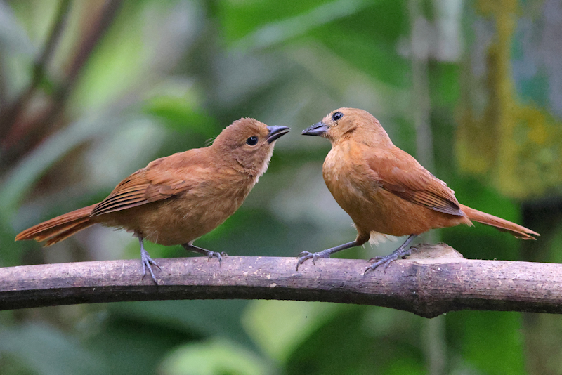 Santadeo Birding_6162