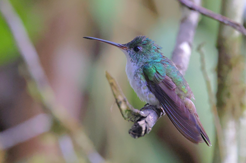 Santadeo Birding_6273