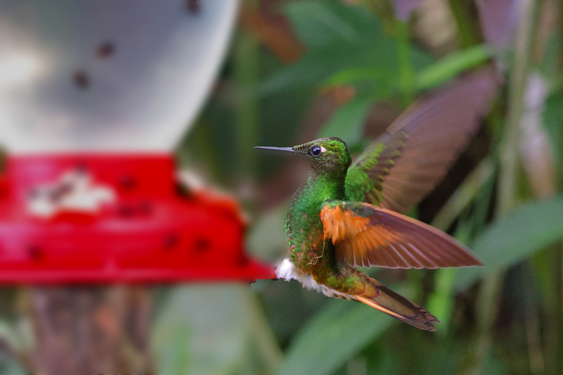 Santadeo Birding_6297