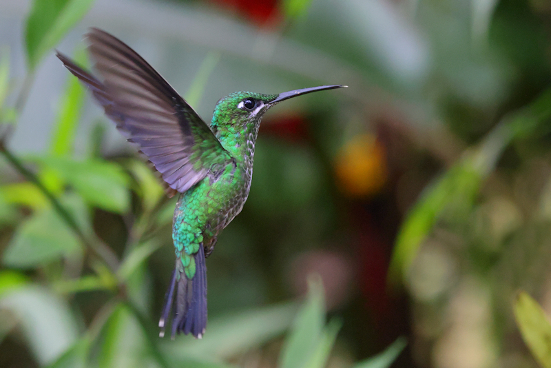 Santadeo Birding_6324