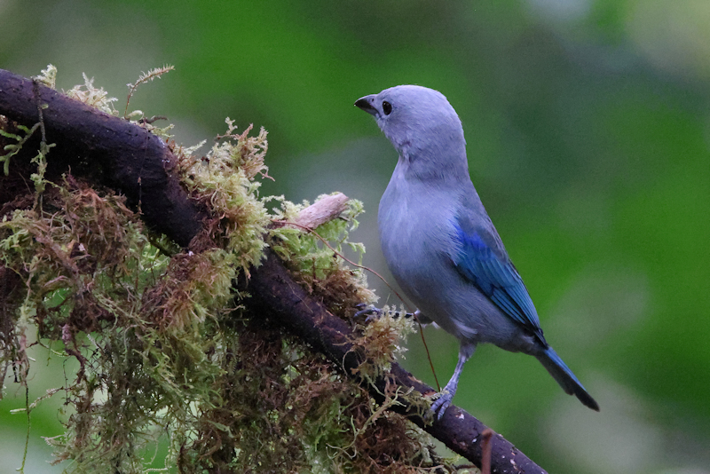 Blue-gray Tanager Thraupis episcopus