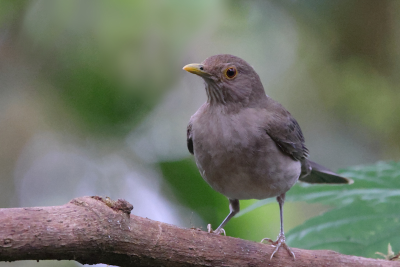 Ecuadorian Thrush Turdus maculirostris