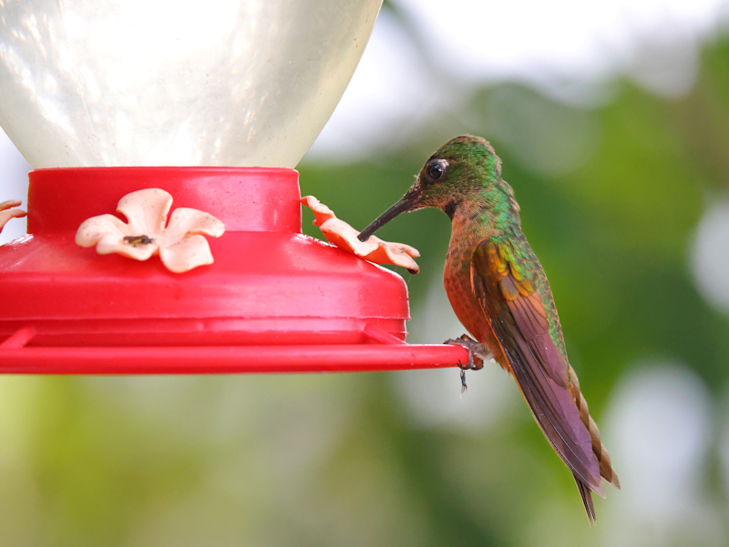 Fawn-breasted Brilliant Heliodoxa rubinoides