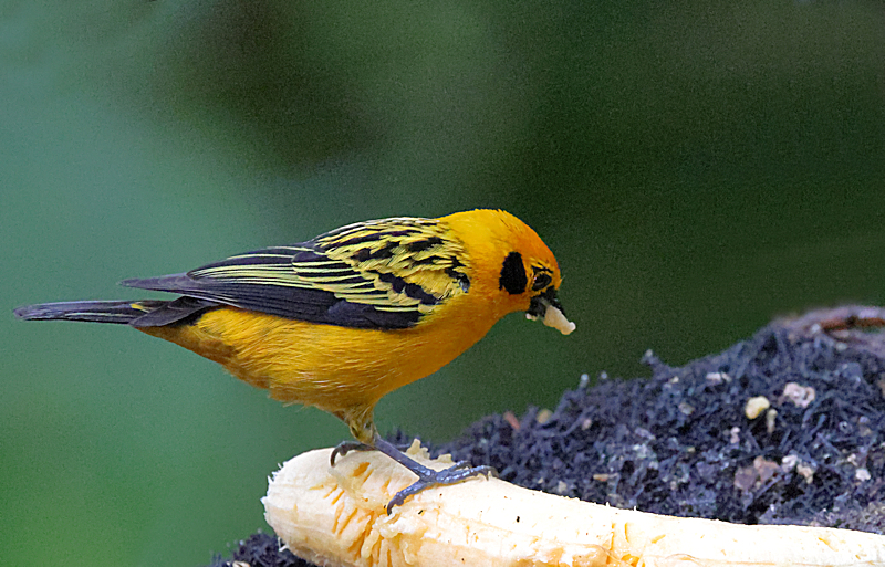 Golden Tanager Tangara arthus