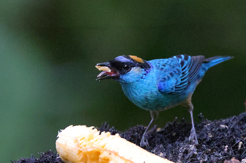 Golden-naped Tanager Chalcothraupis ruficervix