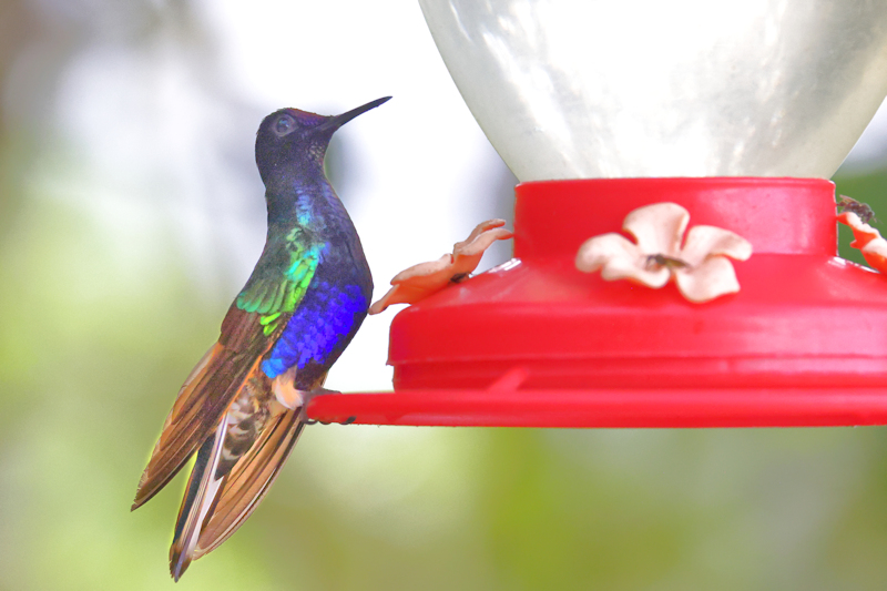 Velvet-purple Coronet Boissonneaua jardini