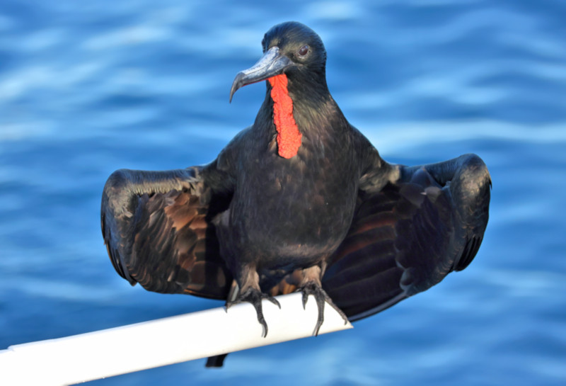 Magnificent Frigatebird, near Daphne Island