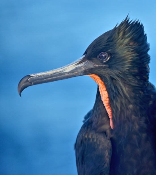 Magnificent Frigatebird, near Daphne Island