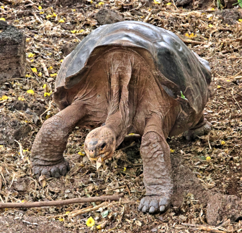 Saddleback Tortoise, Arnold Tupiza Tortoise Breeding Center on Isabela Island