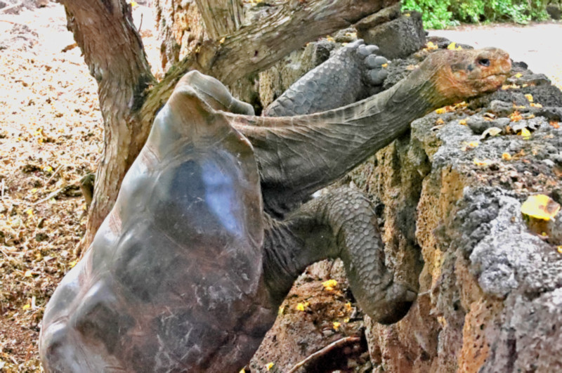 Saddleback Tortoise, Arnold Tupiza Tortoise Breeding Center on Isabela Island