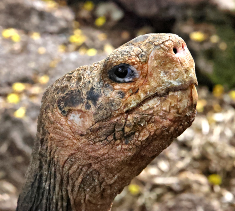 Saddleback Tortoise, Arnold Tupiza Tortoise Breeding Center on Isabela Island