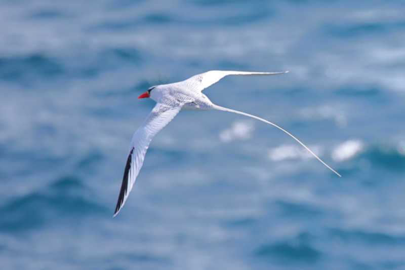 Red-billed Tropicbird, South Plaza Island