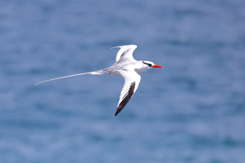 Red-billed Tropicbird, South Plaza Island