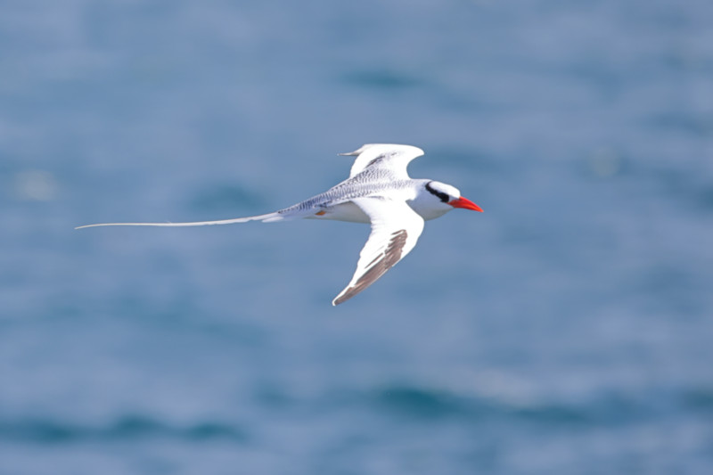 Red-billed Tropicbird, South Plaza Island