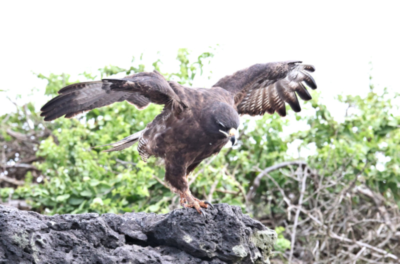 Galapagos Hawk, Santa Fe Island, Galapagos Islands