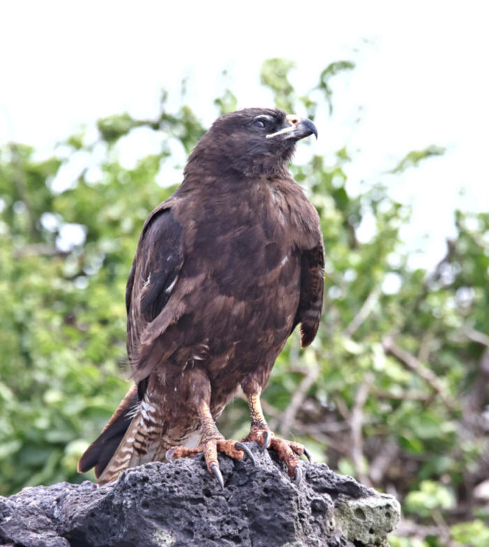 Galapagos Hawk, Santa Fe Island, Galapagos Islands