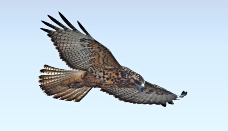 Galapagos Hawk, Santa Fe Island, Galapagos Islands