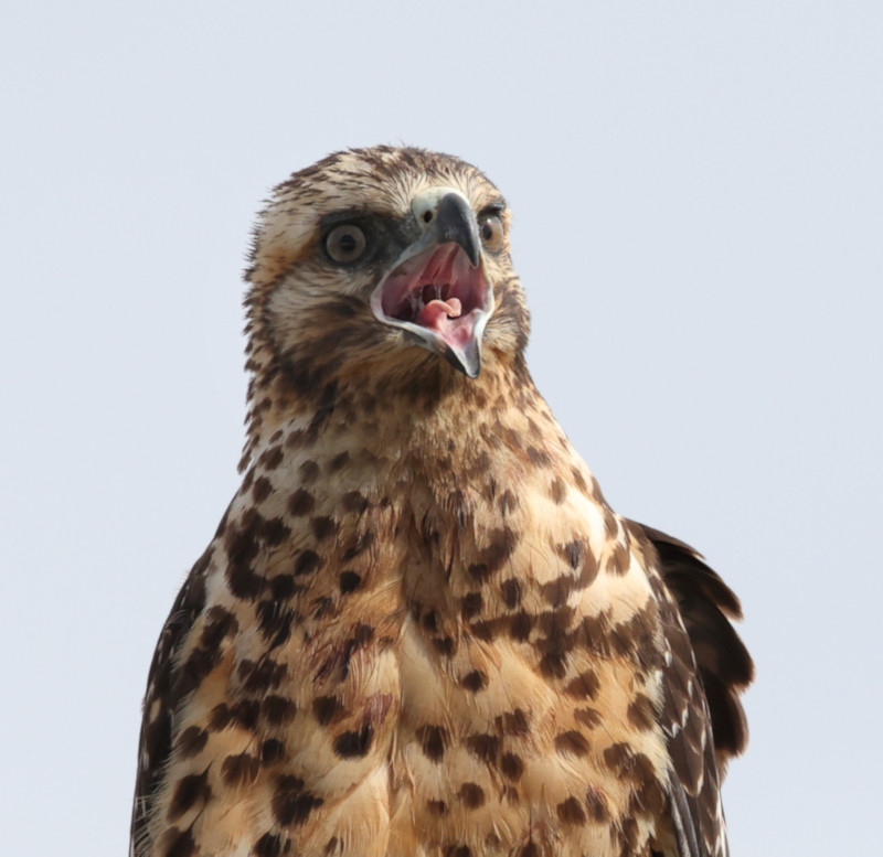 Galapagos Hawk, Santa Fe Island, Galapagos Islands