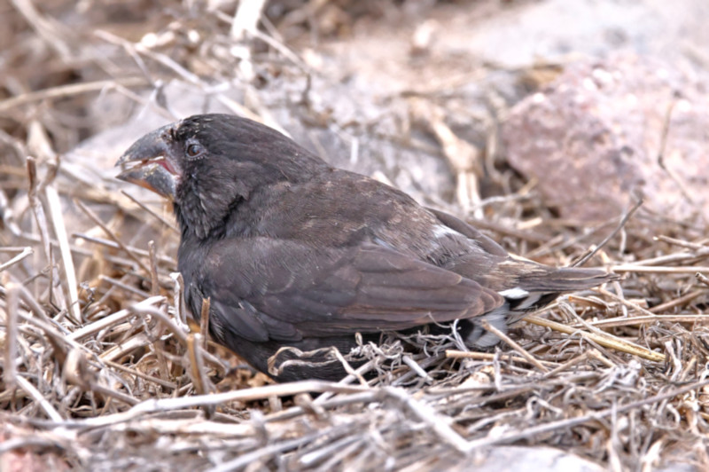 Large Ground Finch, Santa Fe Island, Galapagos Islands