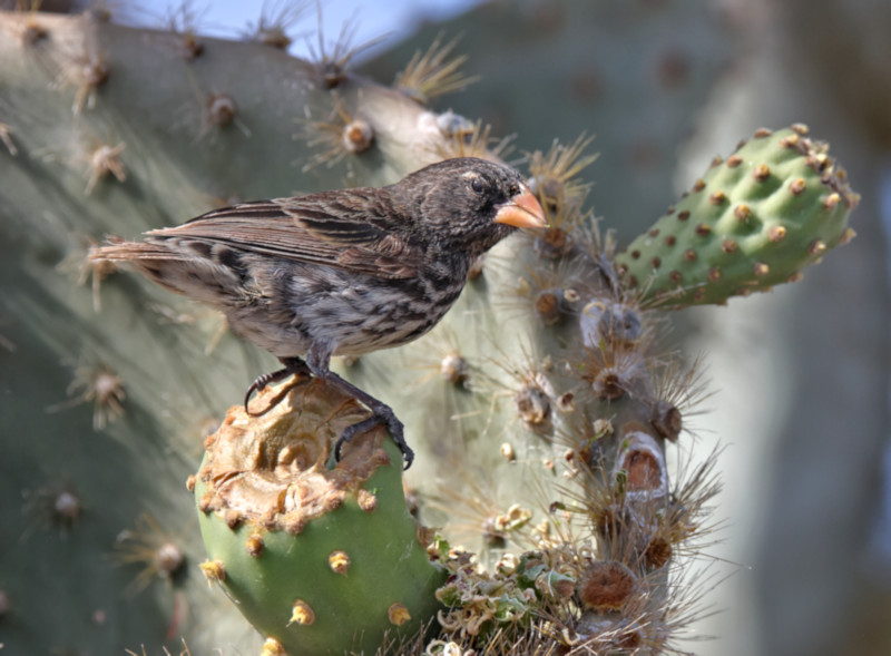 Medium Ground Finch, Santa Fe Island, Galapagos Islands