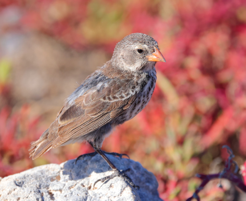 Small Ground Finch, Santa Fe Island, Galapagos Islands