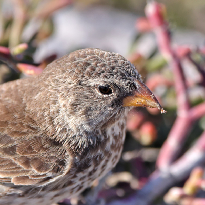 Small Ground Finch, Santa Fe Island, Galapagos Islands