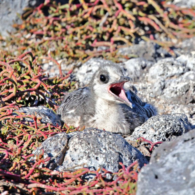 Swallow-tailed Gull, Santa Fe Island, Galapagos Islands