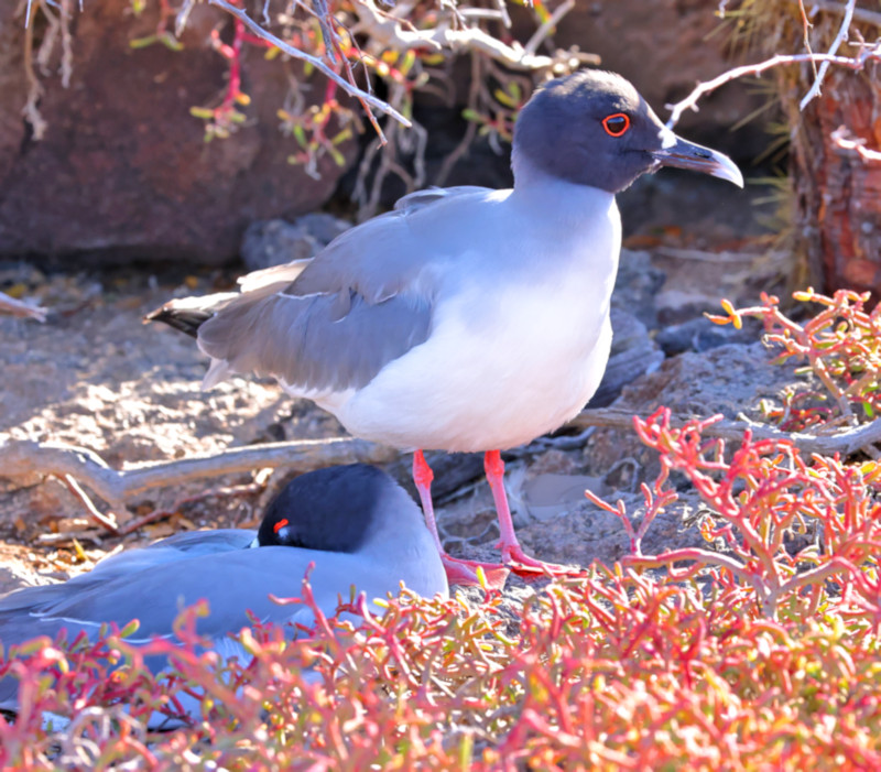 Swallow-tailed Gull, Santa Fe Island, Galapagos Islands