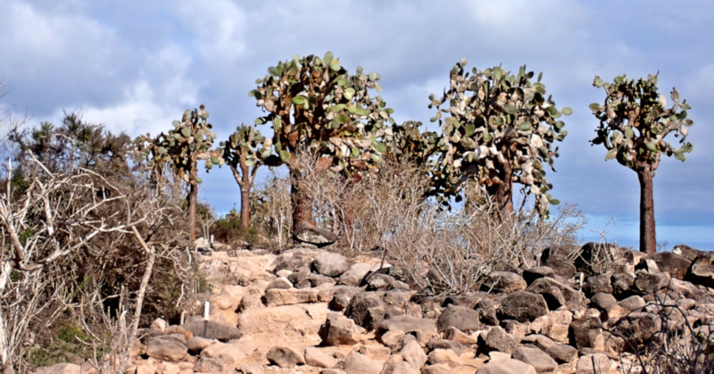 Santa Fe Island, Galapagos Islands