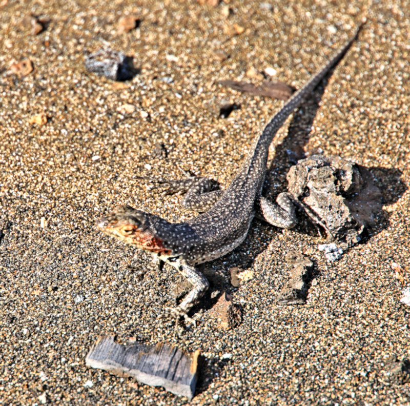 Lava Lizard, Santiago Island