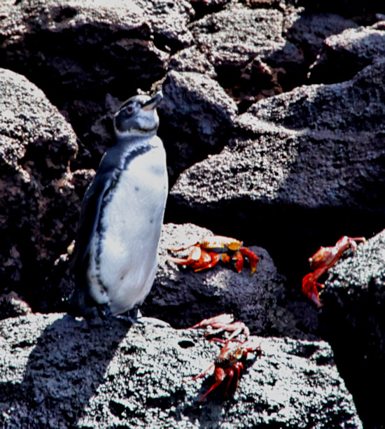 Galapagos Penguin, Bartolome Island