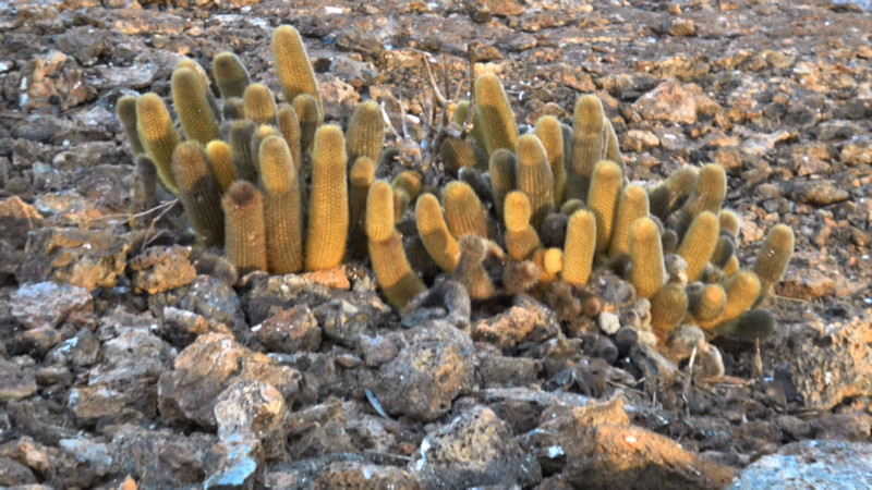 Lava Cactus, Santiago Island