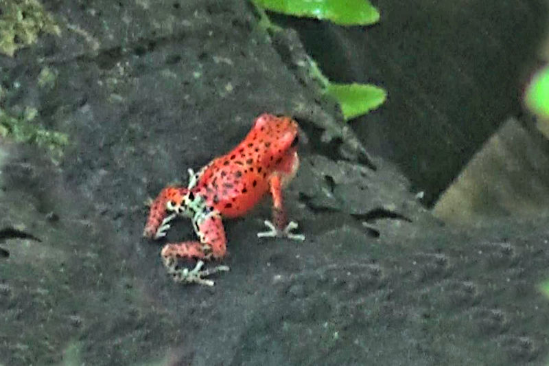 Red & Black Poison Dart Frog, Soberania National Park, Panama