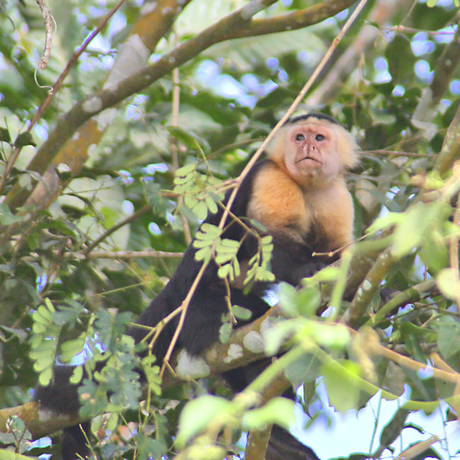 White-faced Capuchin, Panama