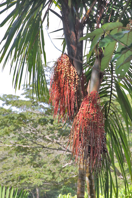 Palm tree, Soberania National Park, Panama