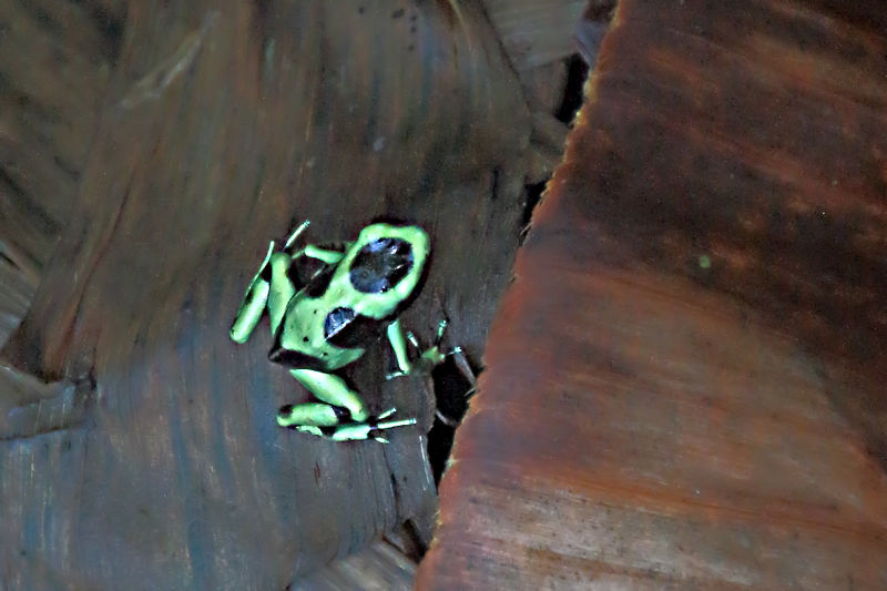 Green & Black Poison Dart Frog, Soberania National Park, Panama