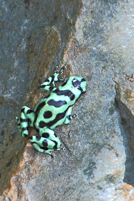 Green & Black Poison Dart Frog, Soberania National Park, Panama