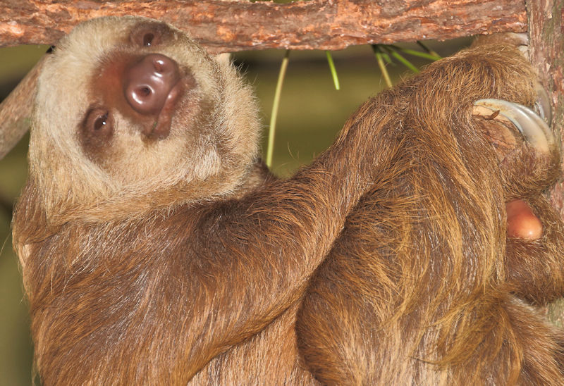 2-toed Sloth, Soberania National Park, Panama