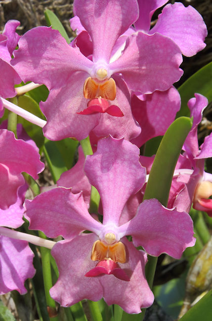 Orchid, Soberania National Park, Panama