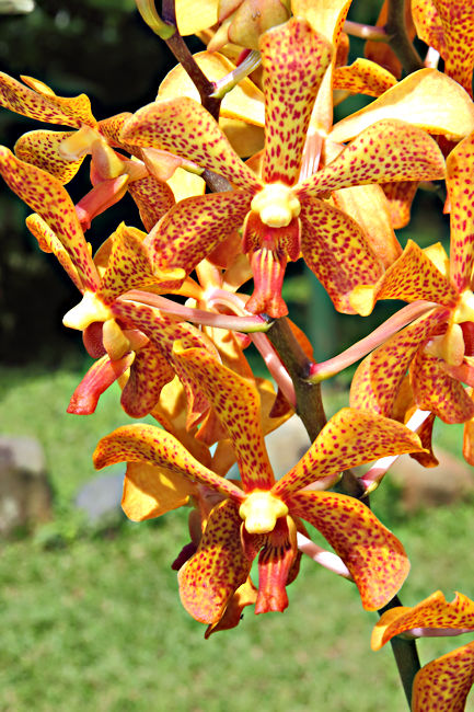 Orchid, Soberania National Park, Panama
