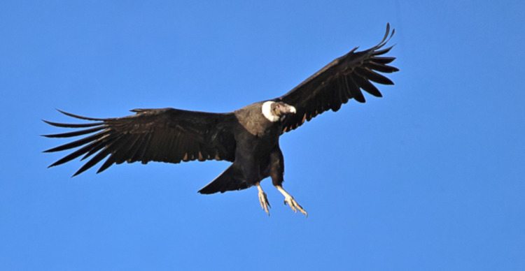 Andean Condor, Caleta Fjord, Chile