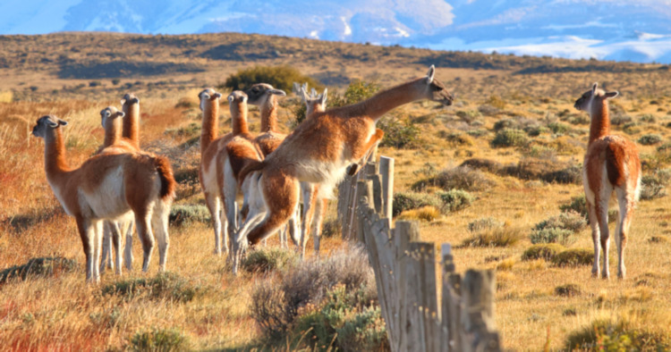 Guanaco, Torres del Paine National Park, Chile