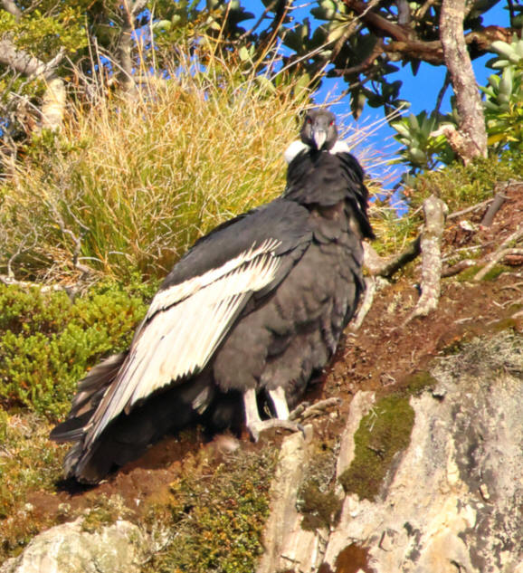 Andean Condor, Caleta Fjord, Chile