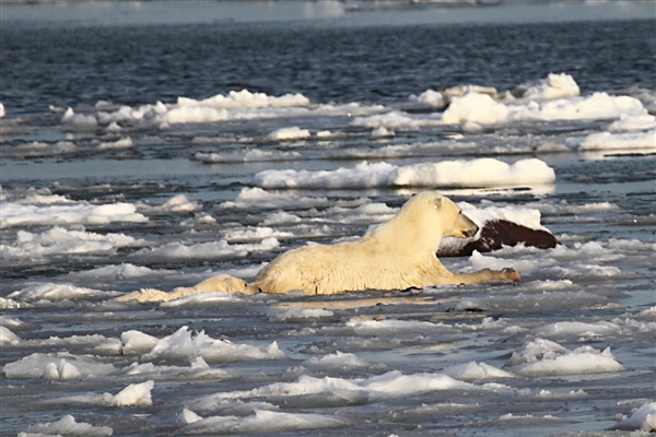 Polar Bear with Cub Struggle as Ice Melts