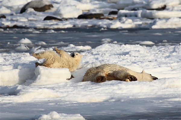 Polar Bear with Cub Struggle as Ice Melts