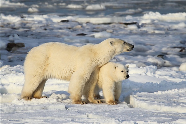 Polar Bear with Cub Struggle as Ice Melts