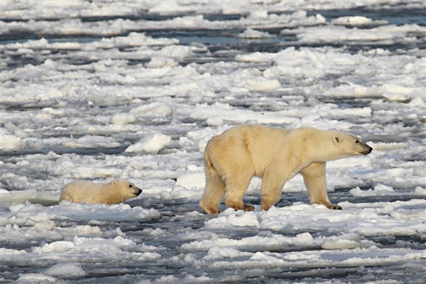 Polar Bear with Cub Struggle as Ice Melts