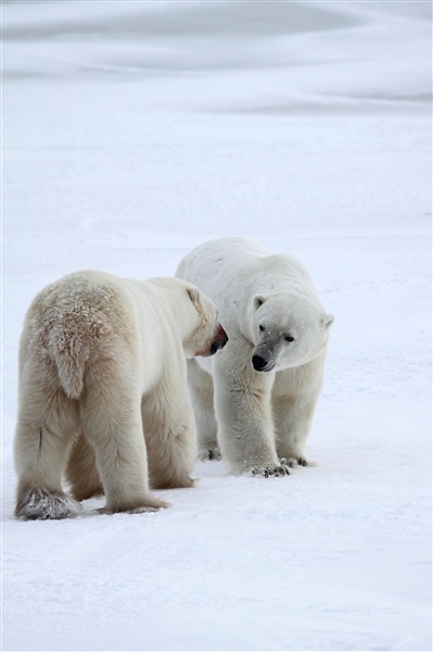 Polar Bears Sparring