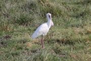 AfricanSpoonbill_5449